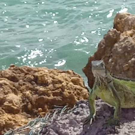 شقة Les Pieds Dans L'Eau Chez Syl لو مول المظهر الخارجي الصورة